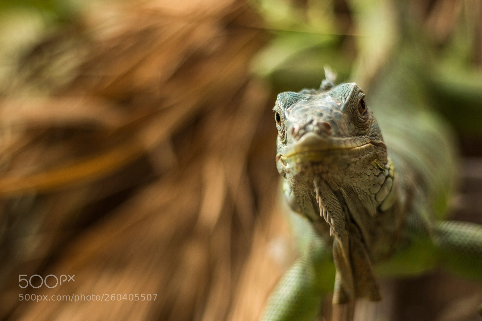 Canon EOS 700D (EOS Rebel T5i / EOS Kiss X7i) sample photo. Lizard photography