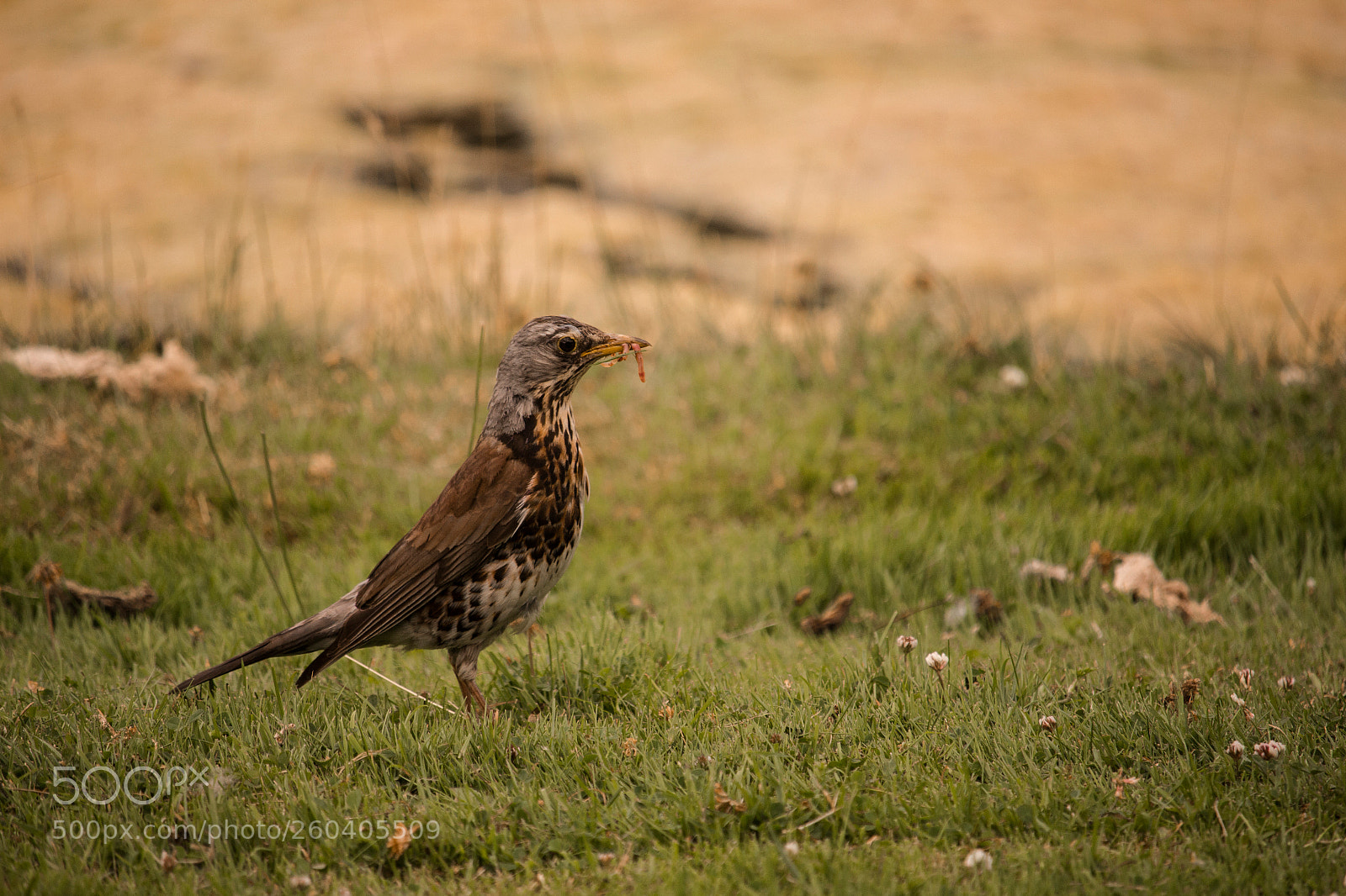 Canon EOS 700D (EOS Rebel T5i / EOS Kiss X7i) sample photo. Bird photography