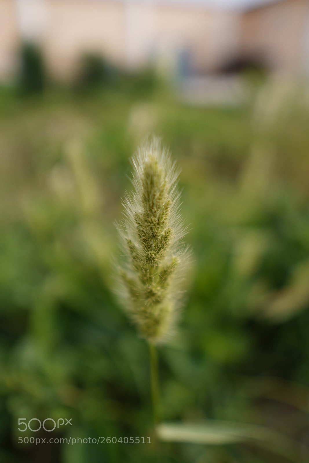 Sony a7 III sample photo. Dsc photography