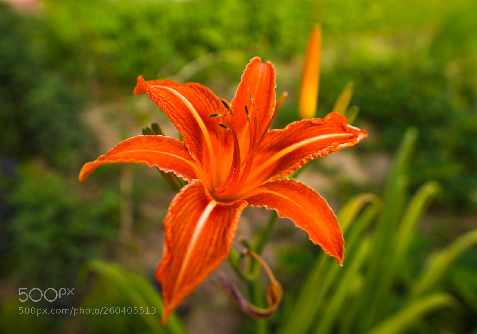 Sony a7 III sample photo. Dsc photography