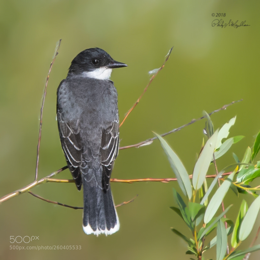 Nikon D500 sample photo. Eastern kingbird photography