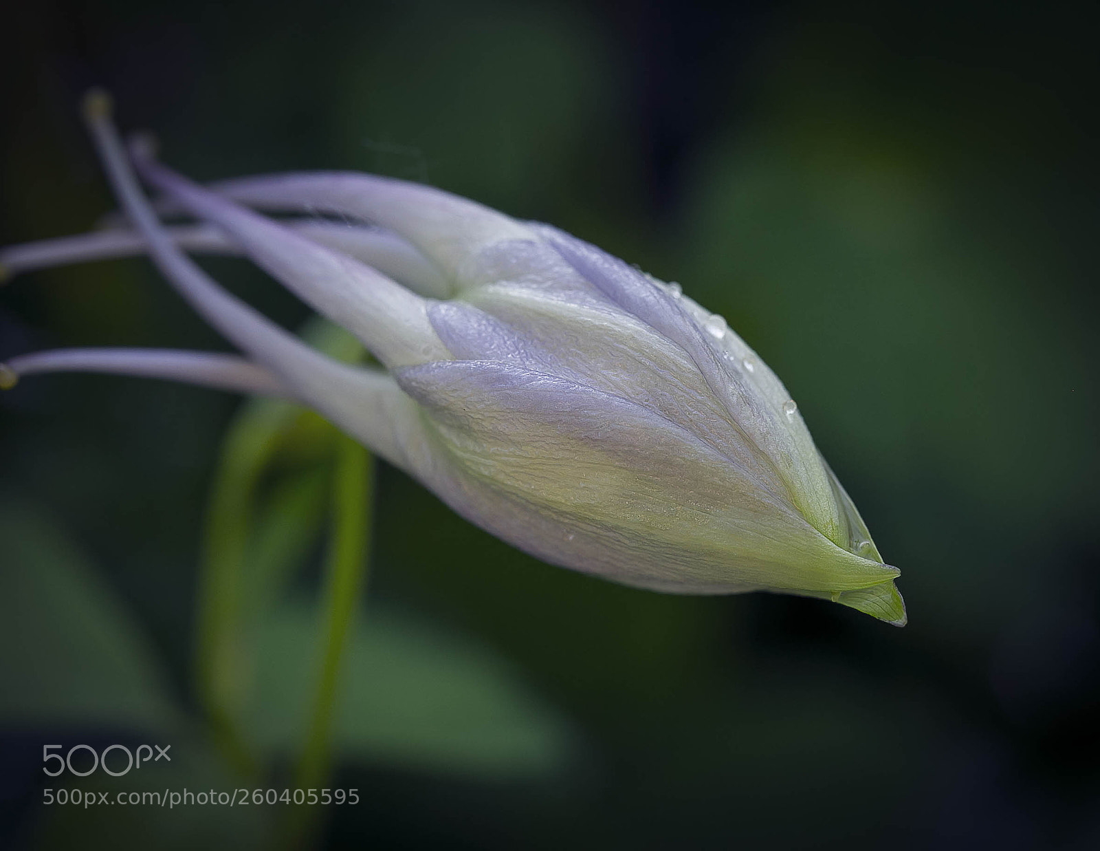 Canon EOS 6D sample photo. Purple columbine bud photography