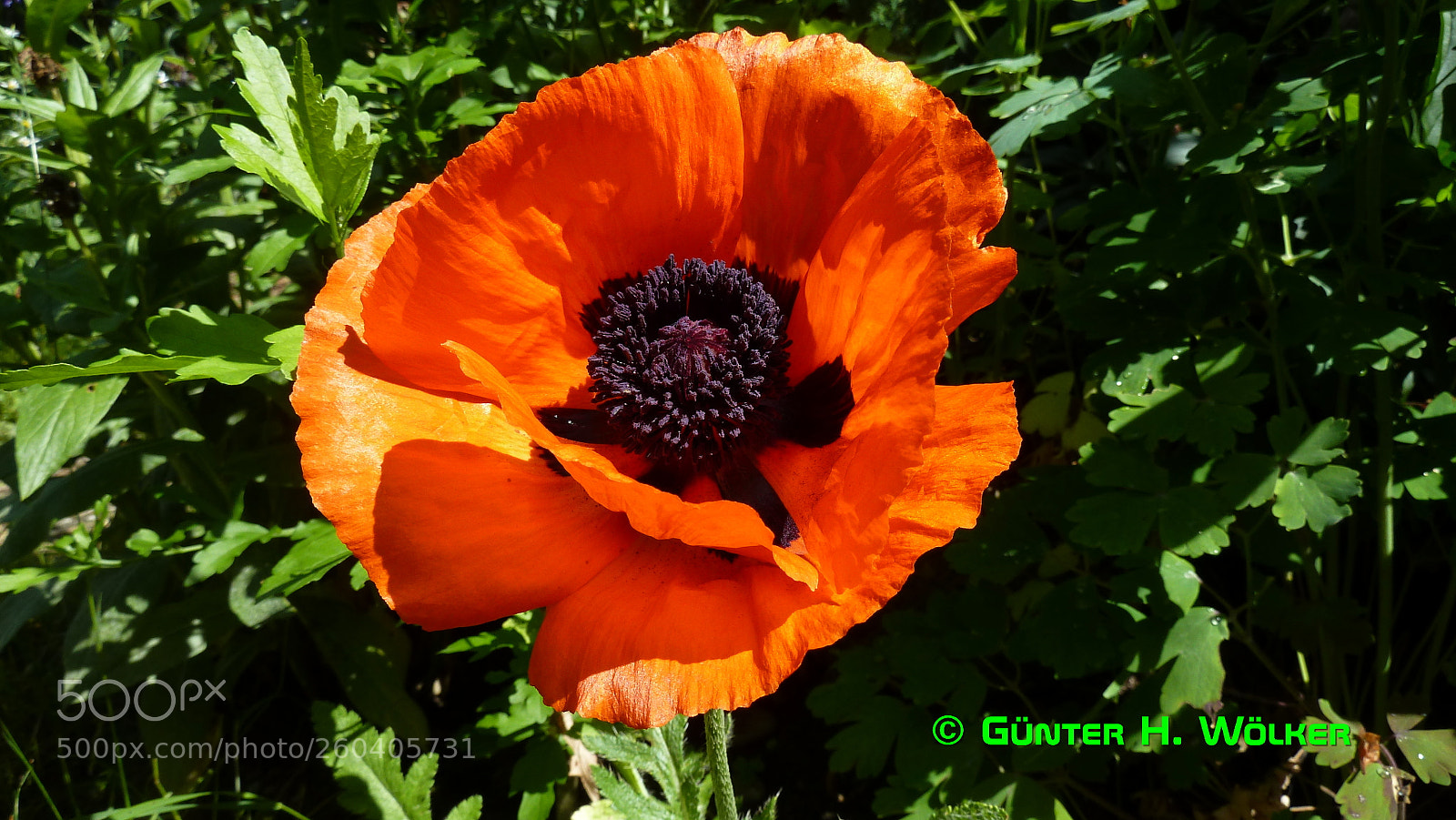 Panasonic Lumix DMC-ZS7 (Lumix DMC-TZ10) sample photo. Orientalischer mohn 'brillant' papaver photography