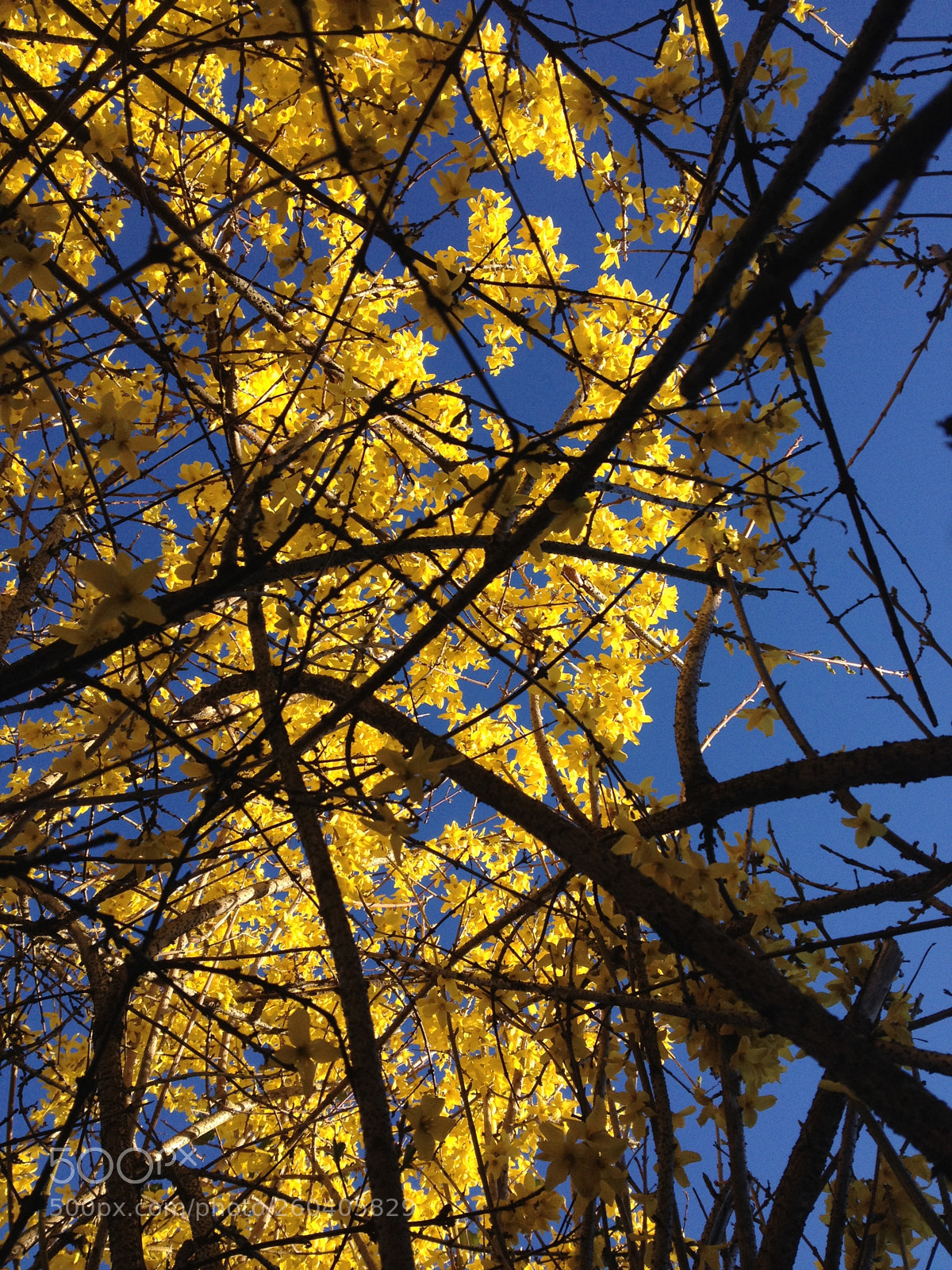 Apple iPhone 4S sample photo. Img photography