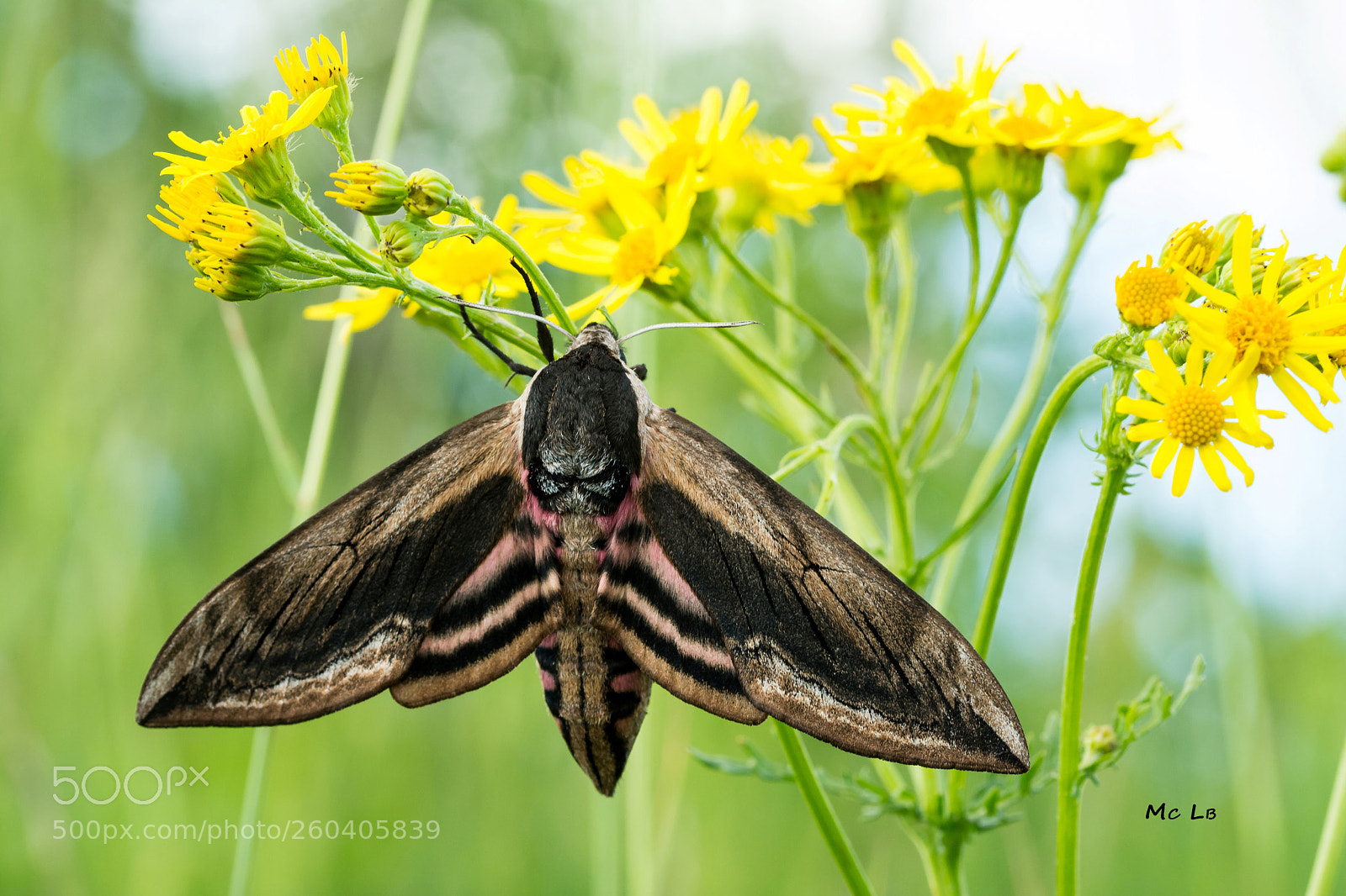 Nikon D7100 sample photo. Sphinx ligustri - sphinx photography