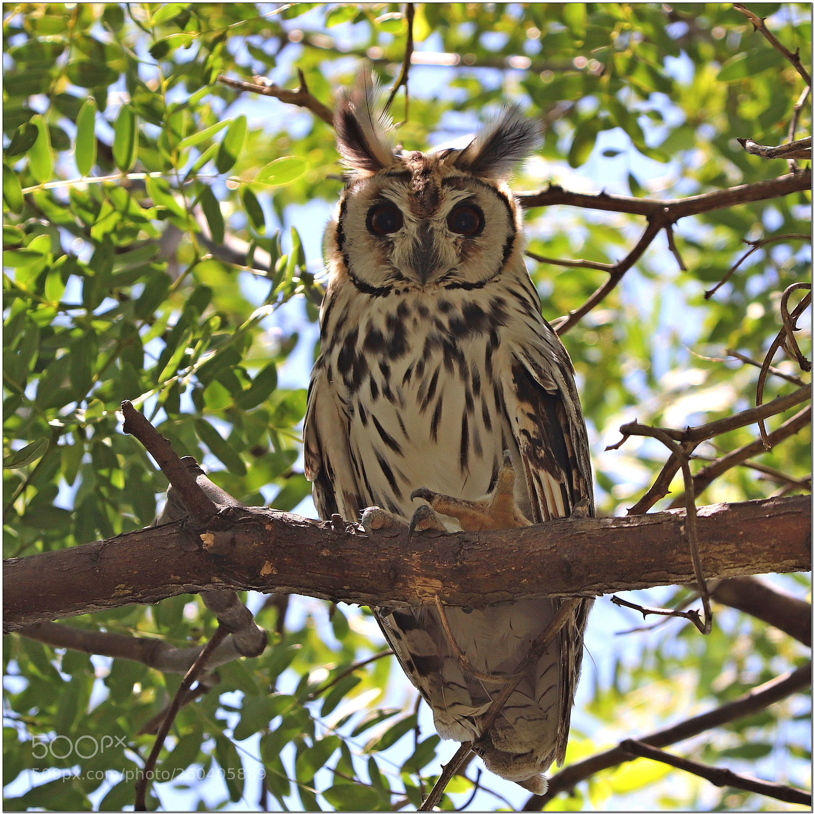 Canon EOS 77D (EOS 9000D / EOS 770D) sample photo. Mirada despojada photography