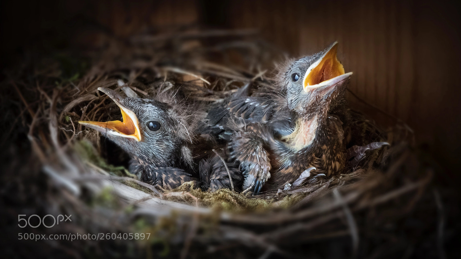 Canon EOS 7D Mark II sample photo. Chicks photography