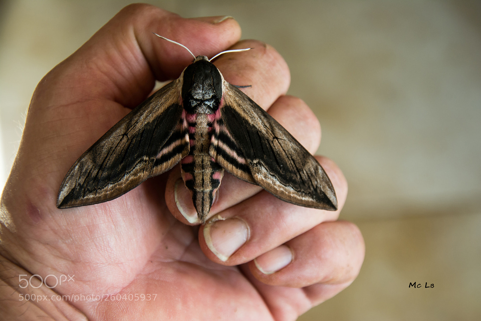 Nikon D7100 sample photo. Sphinx ligustri - sphinx photography