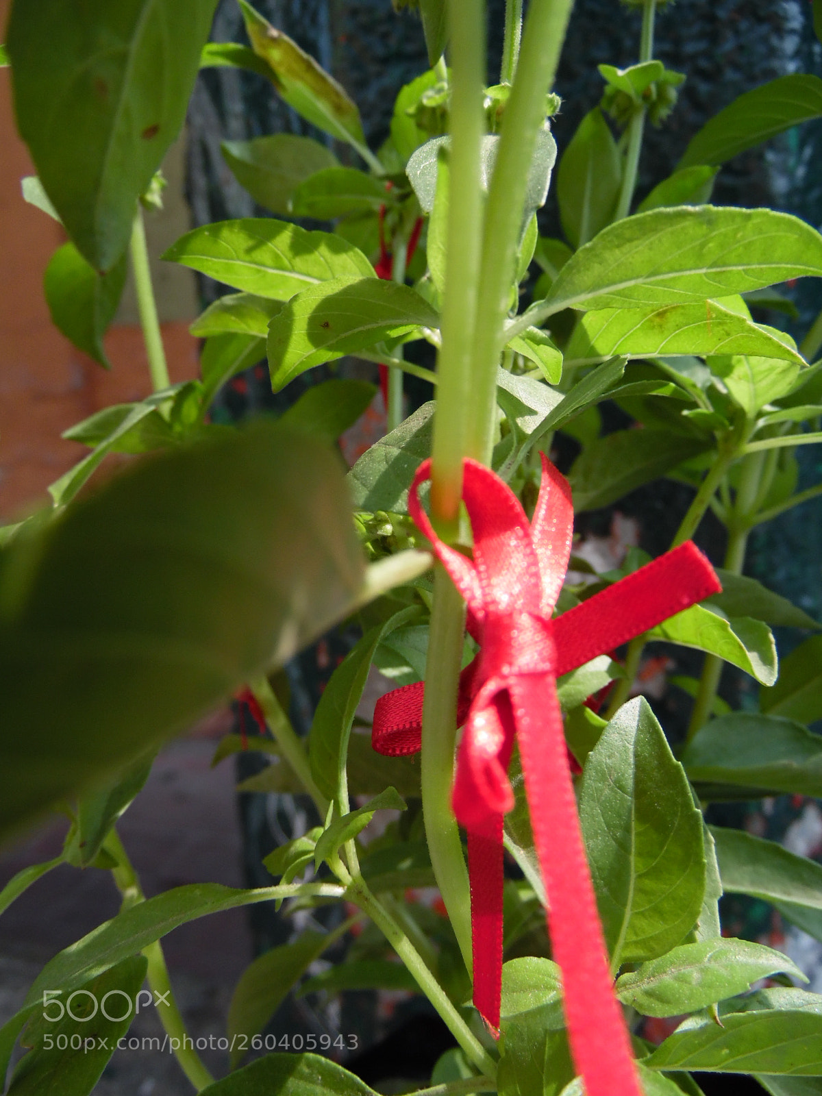Samsung WB1100F/WB1101F/WB1102F sample photo. Strange plant photography