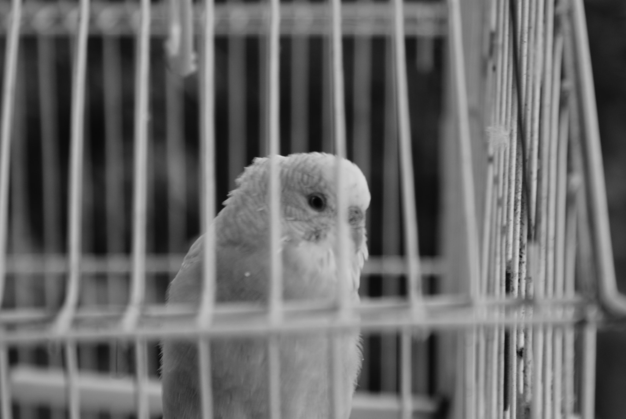 Sony DT 18-70mm F3.5-5.6 sample photo. Perico photography