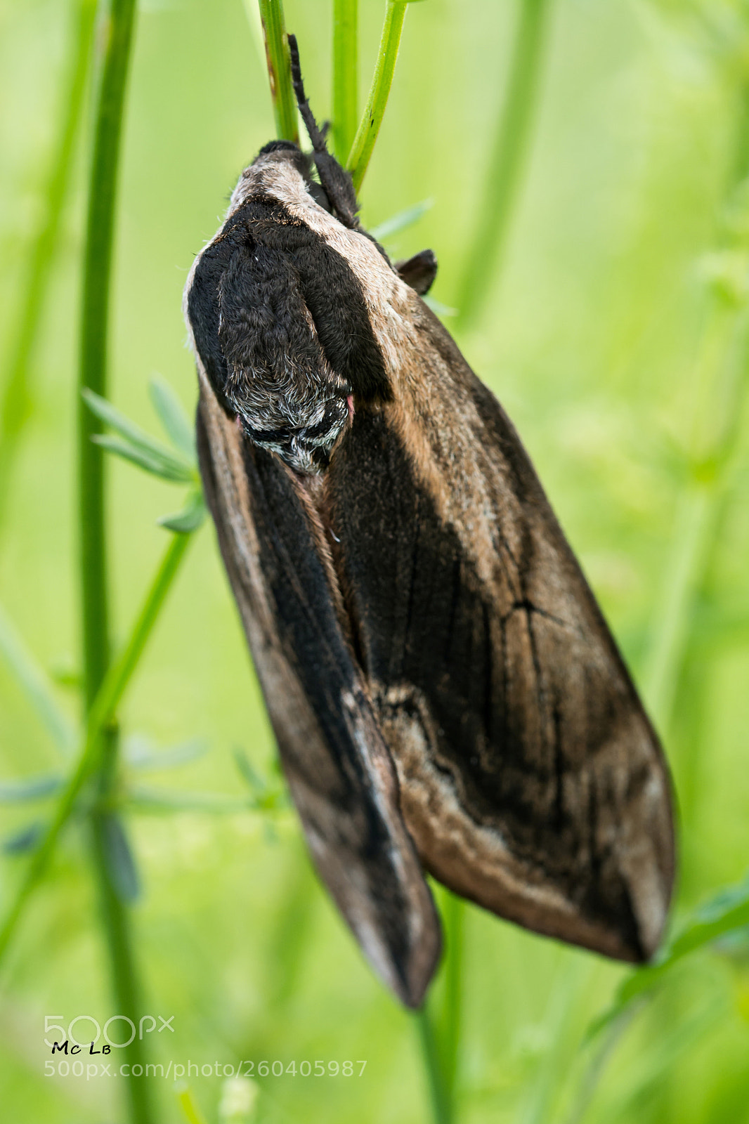 Nikon D7100 sample photo. Sphinx ligustri - sphinx photography