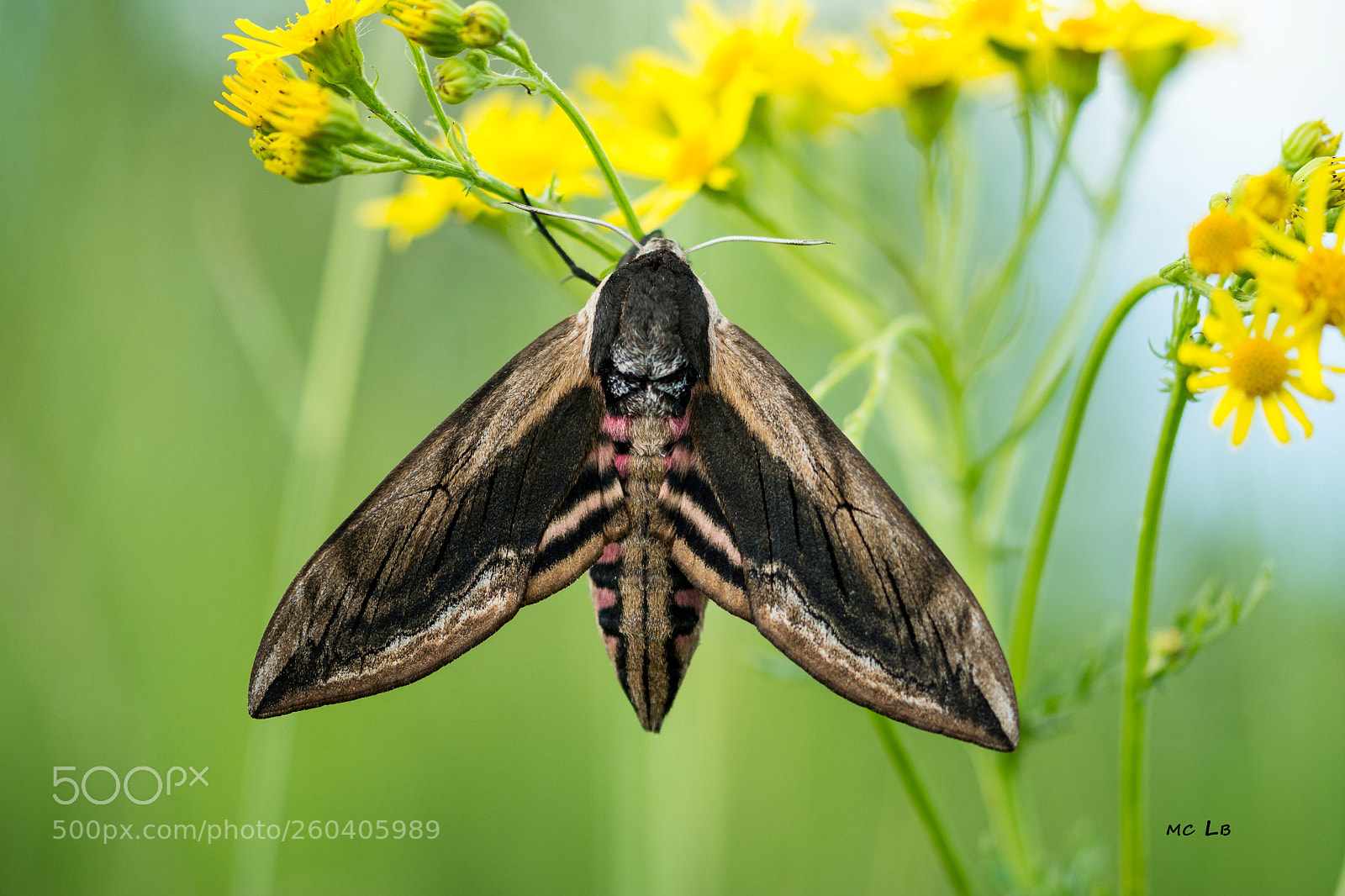 Nikon D7100 sample photo. Sphinx ligustri - sphinx photography