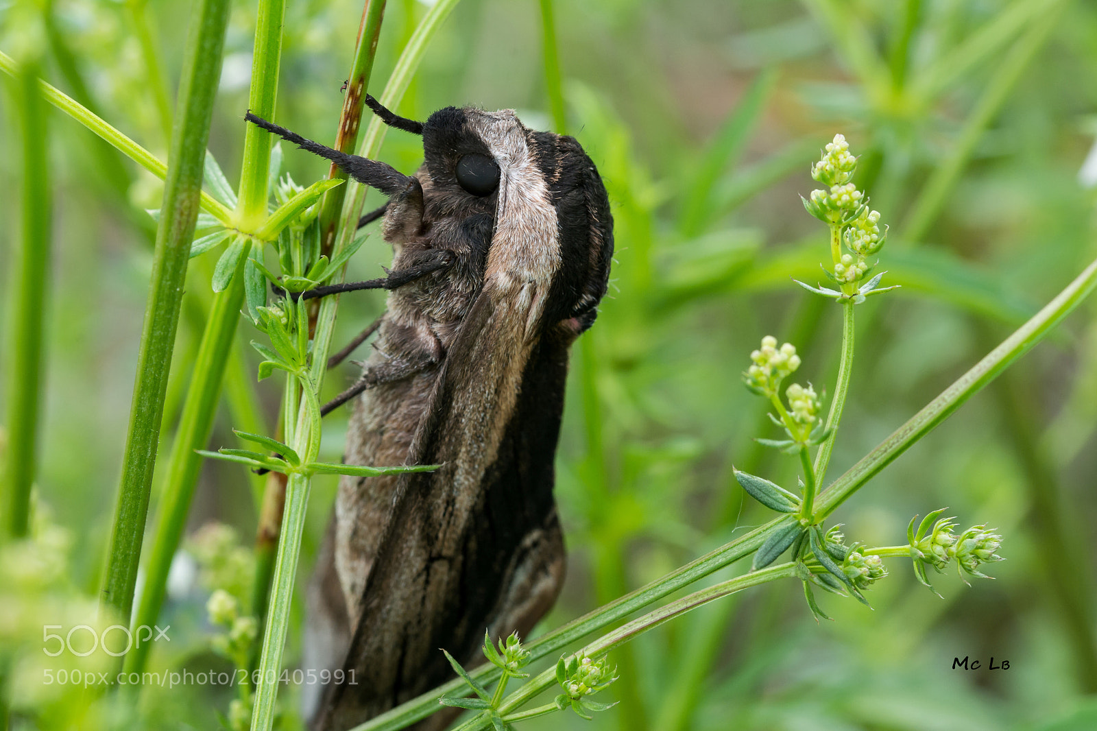 Nikon D7100 sample photo. Sphinx ligustri - sphinx photography