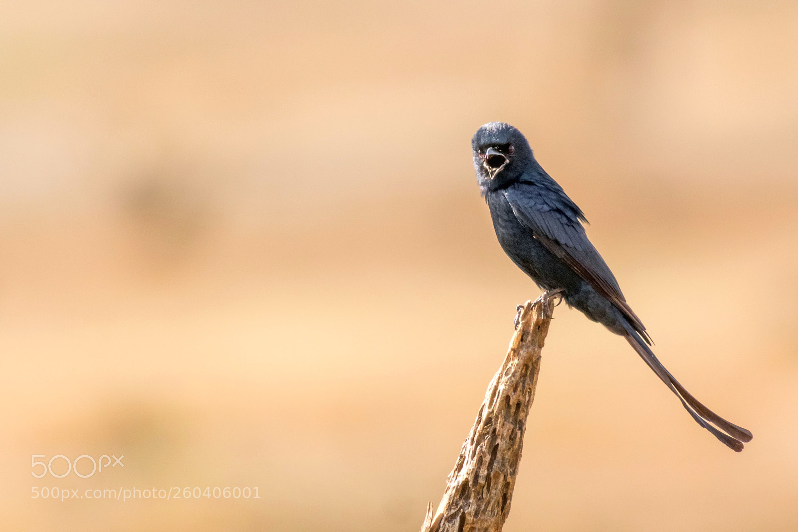 Nikon D5300 sample photo. Angry bird photography