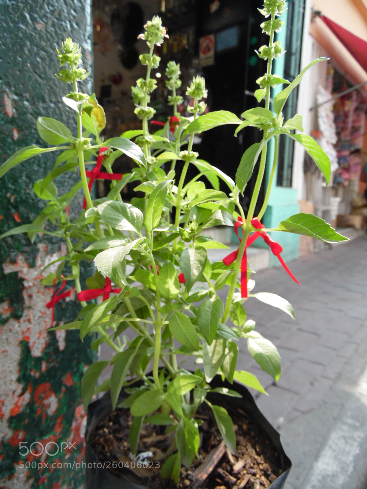 Samsung WB1100F/WB1101F/WB1102F sample photo. Ribbons plant photography