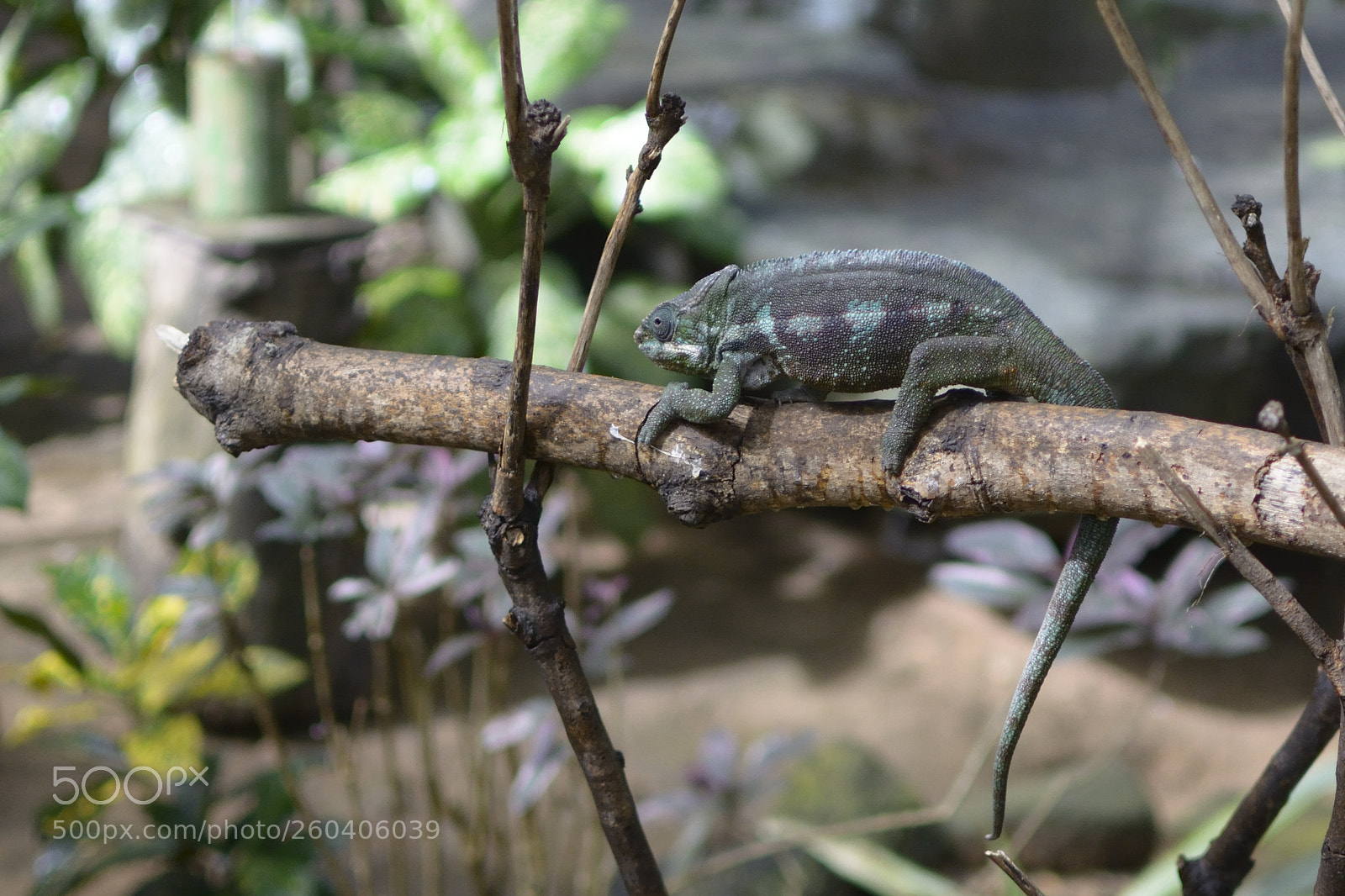 Nikon D5200 + Nikon AF-S DX Nikkor 35mm F1.8G sample photo. Colours of a chameleon photography