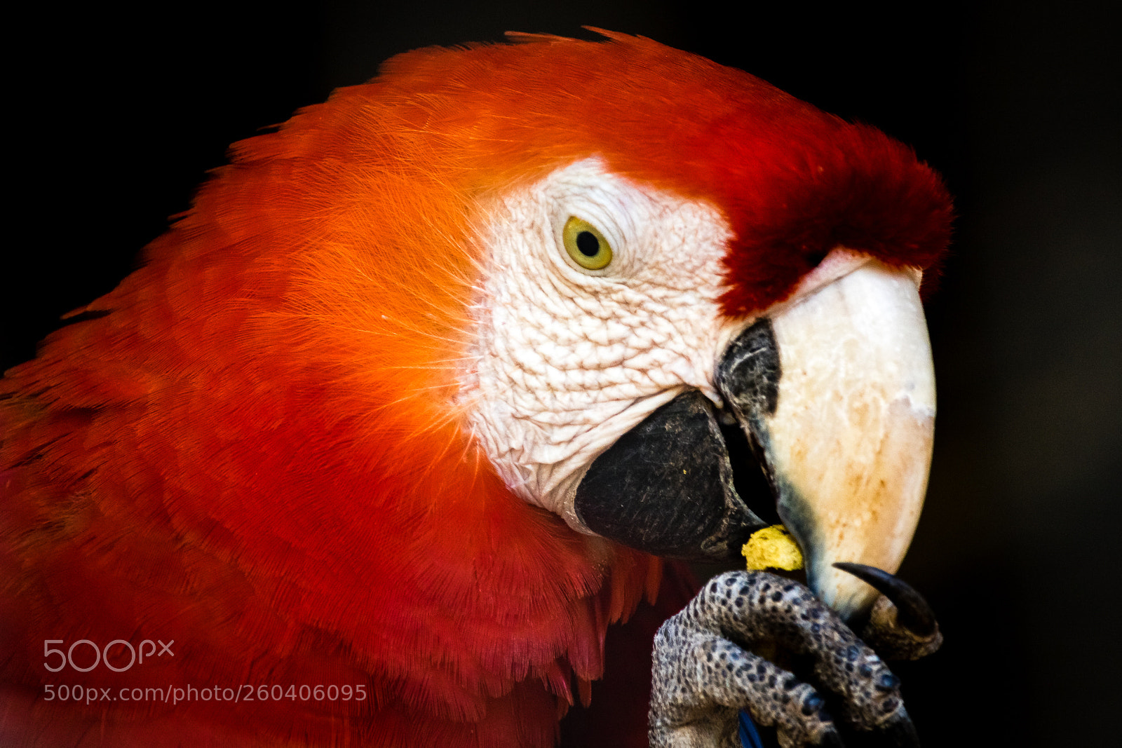 Canon EOS 7D Mark II sample photo. Deep red photography
