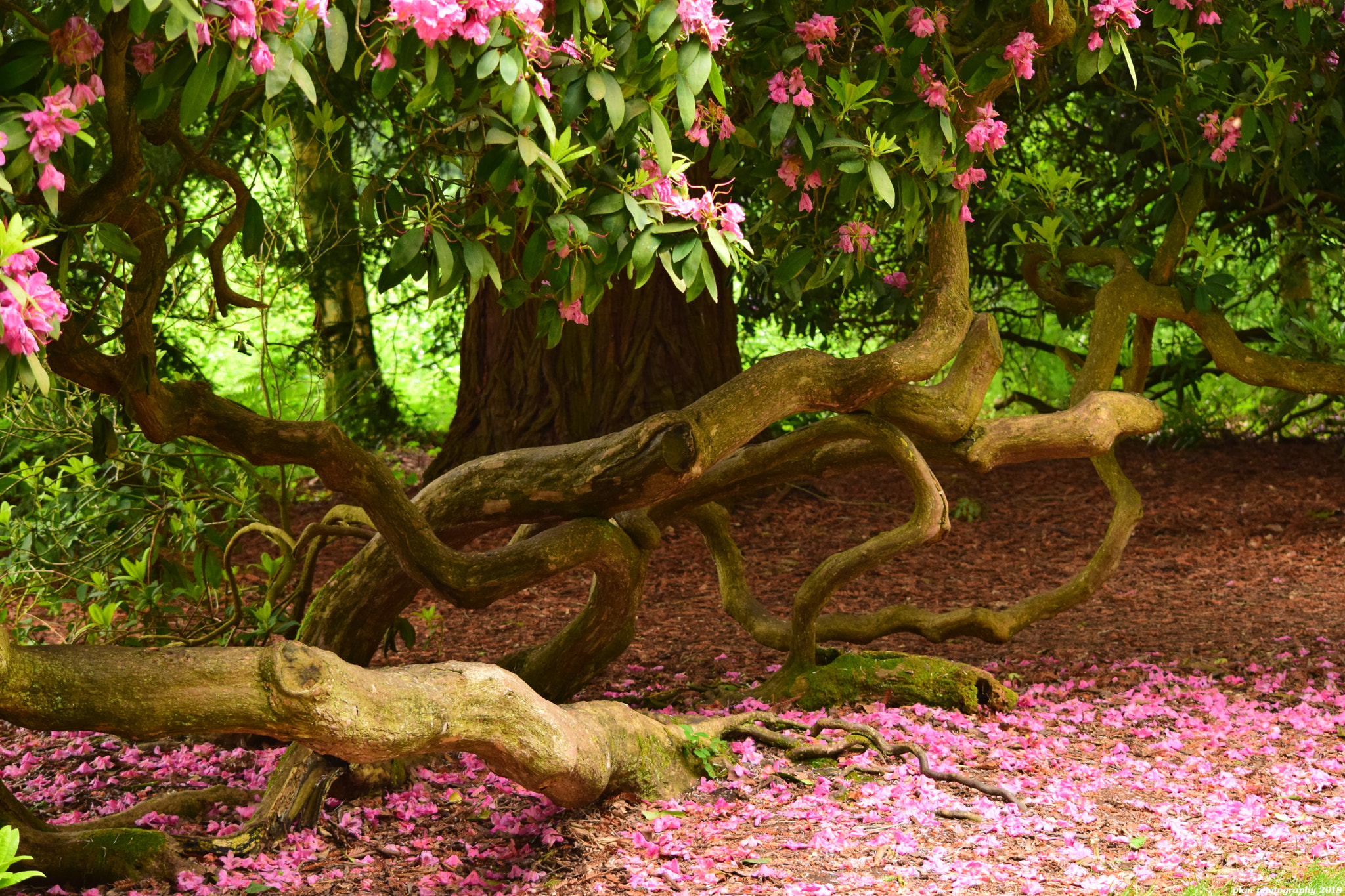 Nikon D3300 sample photo. Enchanted forest photography