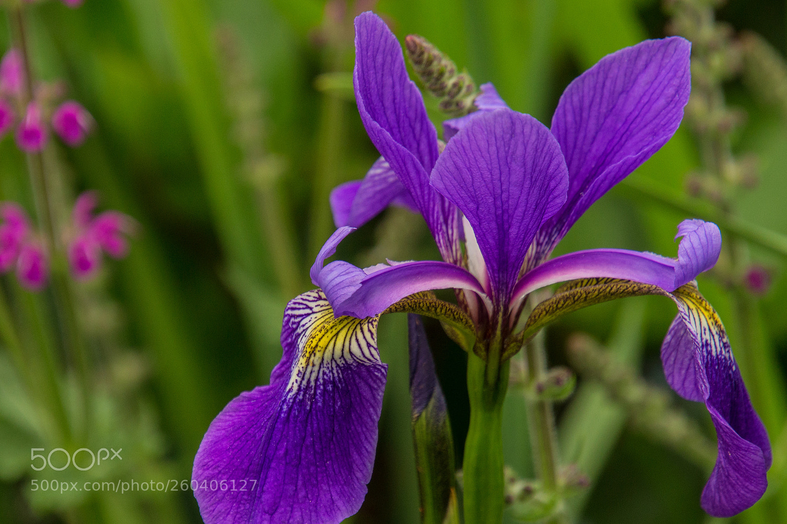 Canon EOS 700D (EOS Rebel T5i / EOS Kiss X7i) sample photo. Outstanding in its field photography