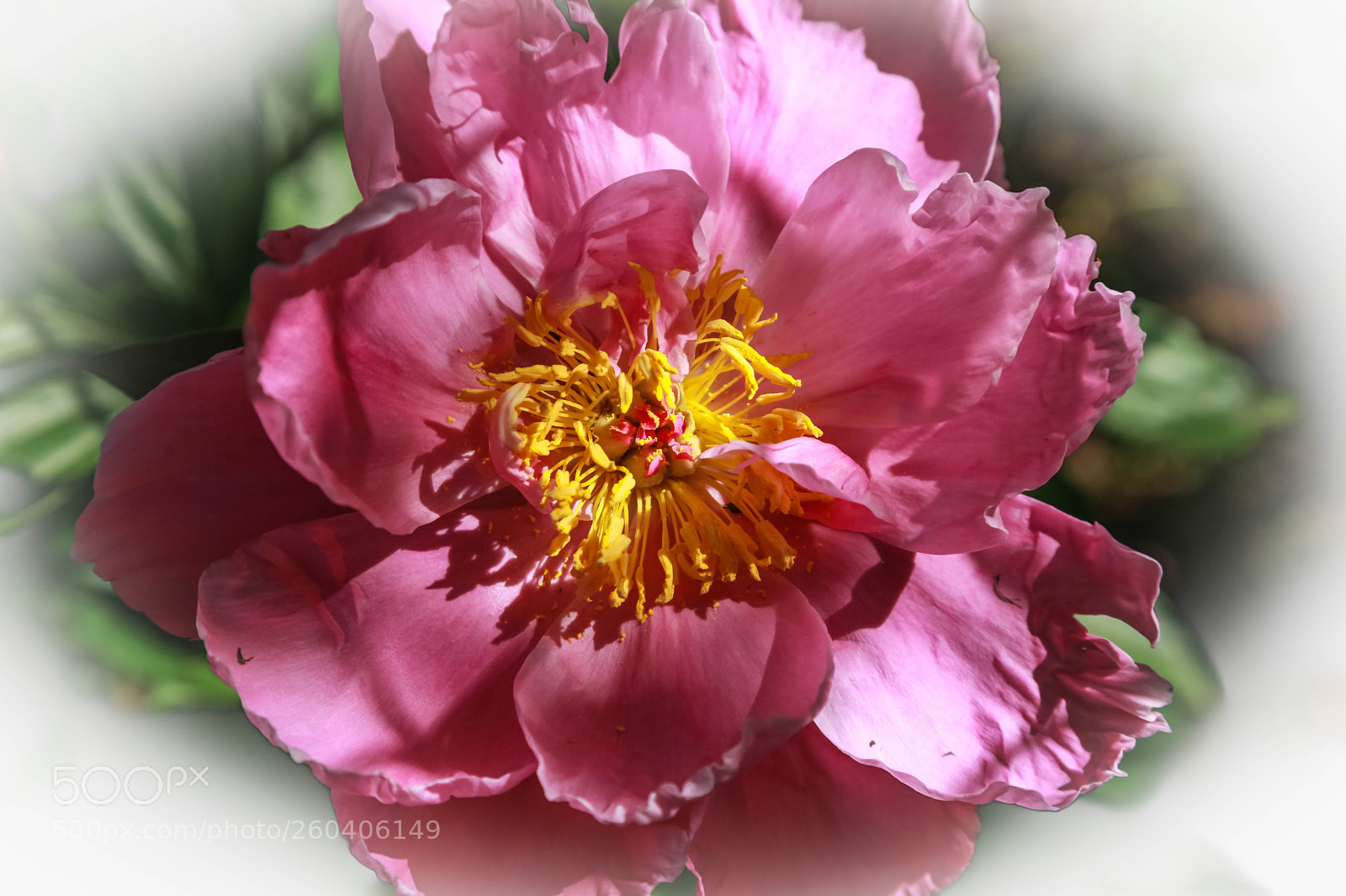 Canon EOS 5D Mark II sample photo. Pink beauty photography