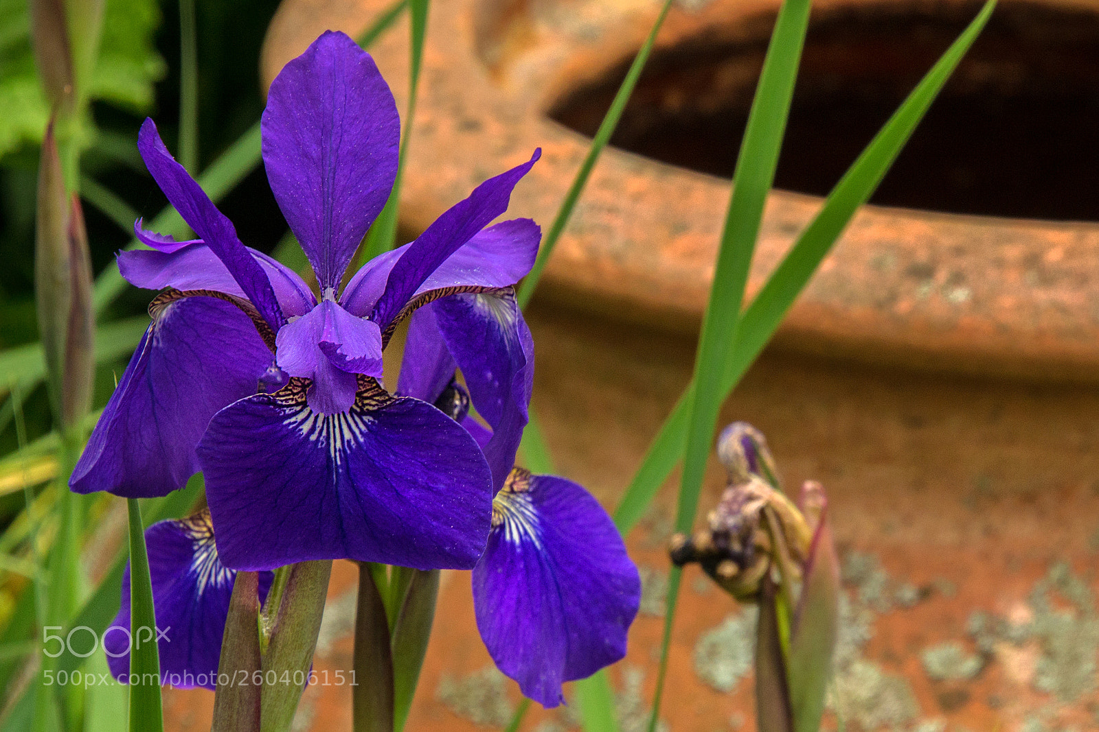 Canon EOS 700D (EOS Rebel T5i / EOS Kiss X7i) sample photo. Iris in the garden photography