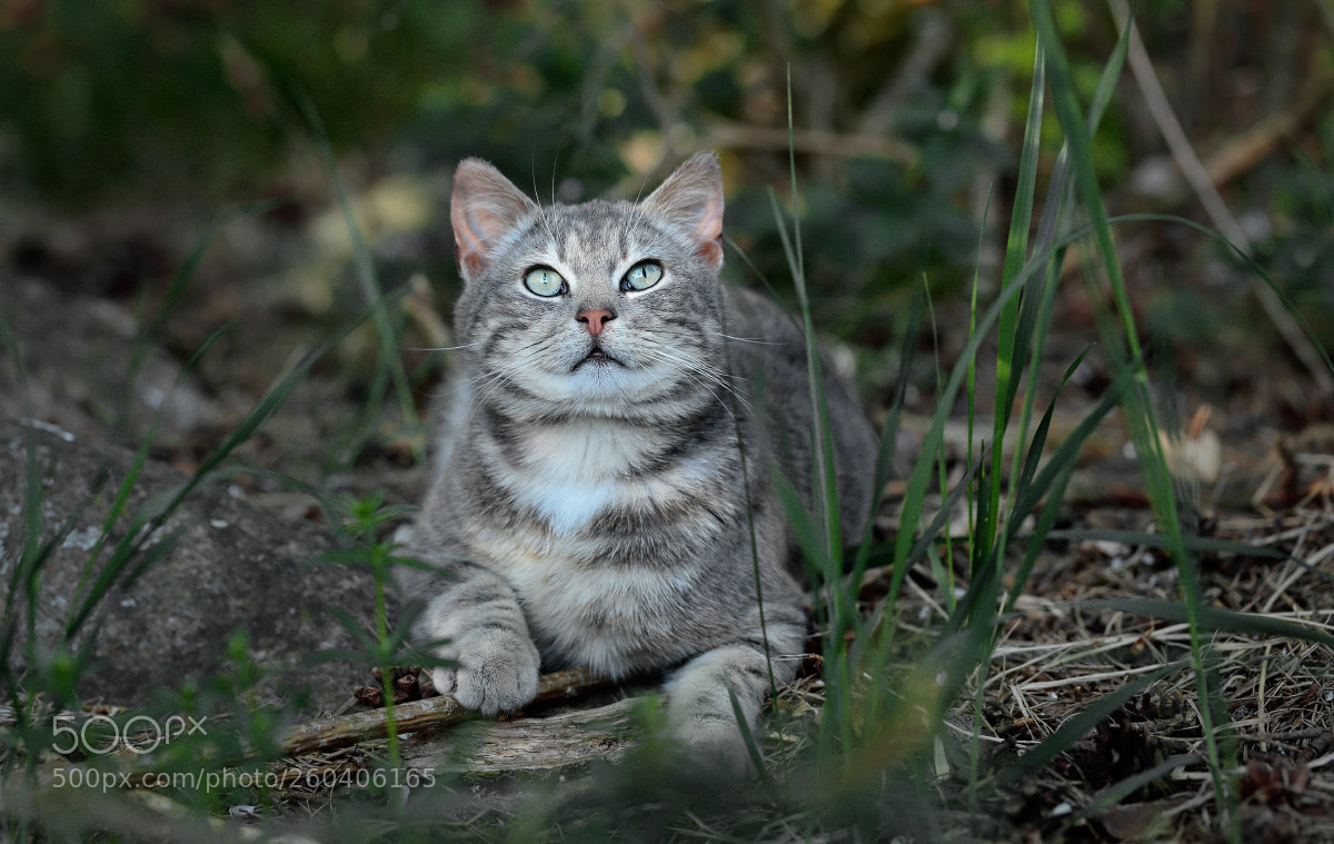 Canon EOS 6D sample photo. Kitty photography