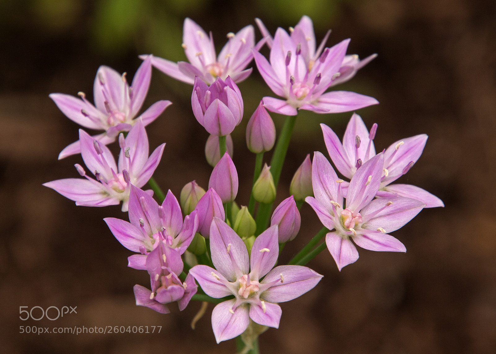 Canon EOS 700D (EOS Rebel T5i / EOS Kiss X7i) sample photo. Rosy garlic (?) photography