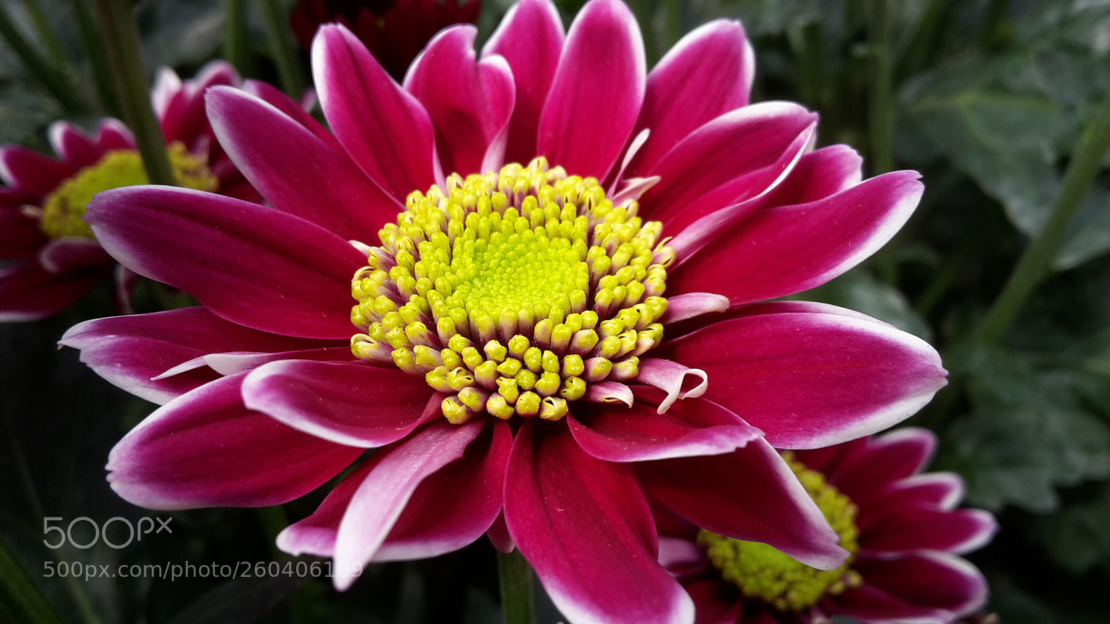 Samsung Galaxy S5 Mini sample photo. Chrysant photography