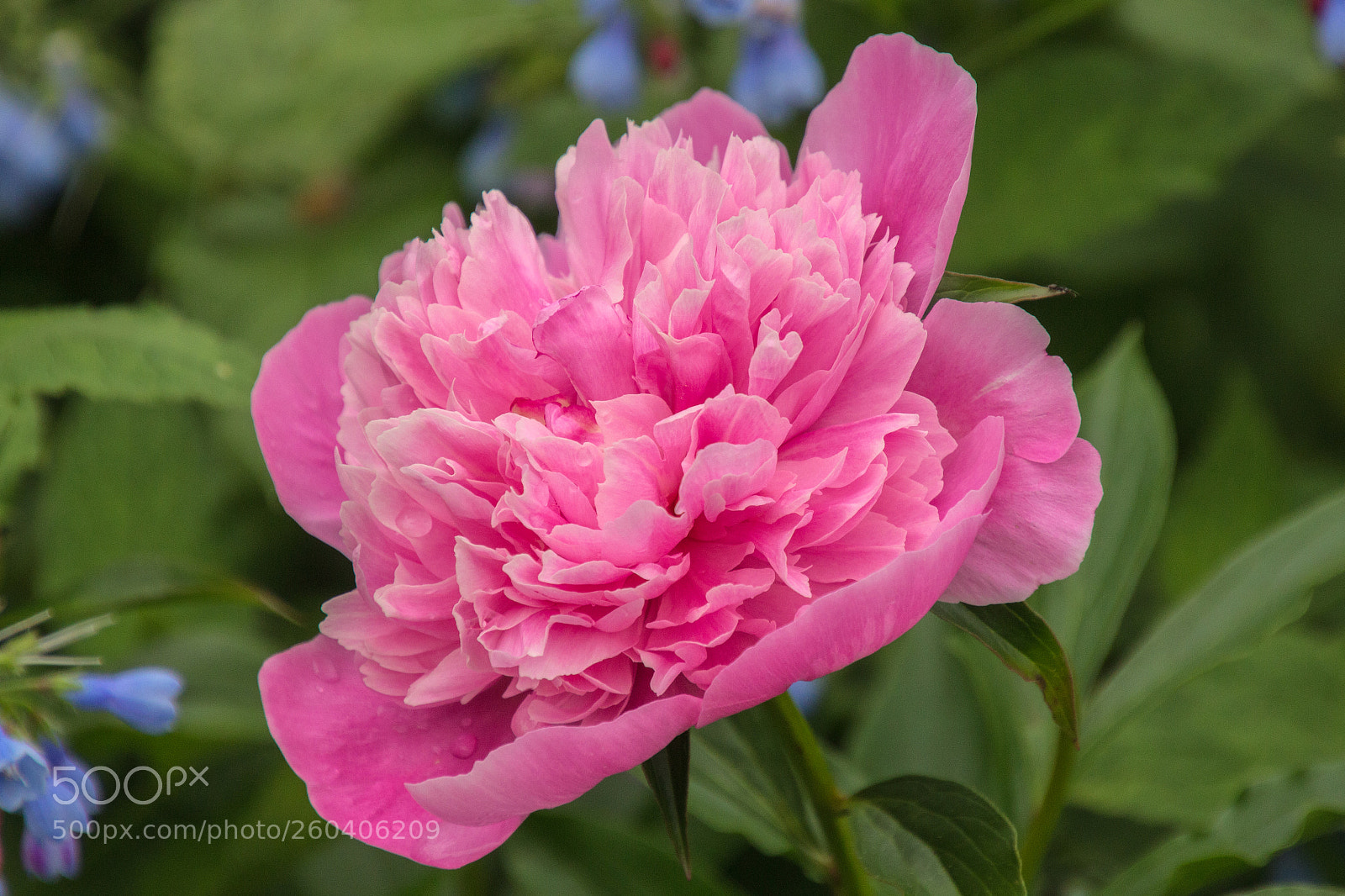 Canon EOS 700D (EOS Rebel T5i / EOS Kiss X7i) sample photo. Pink peony photography