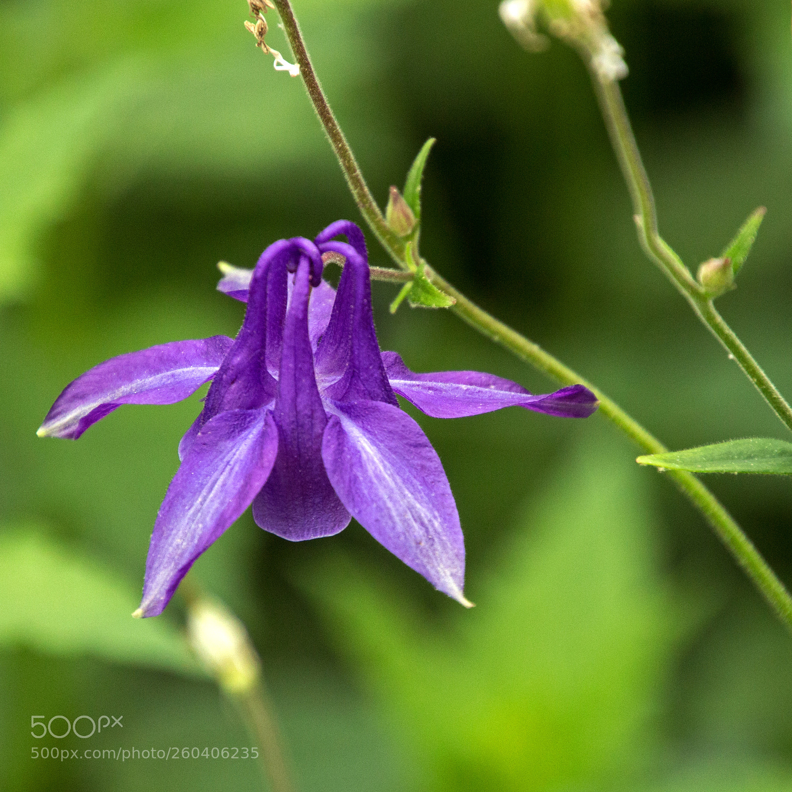 Canon EOS 700D (EOS Rebel T5i / EOS Kiss X7i) sample photo. Columbine photography