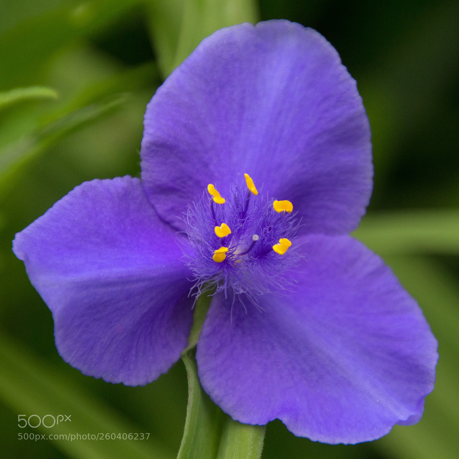 Canon EOS 700D (EOS Rebel T5i / EOS Kiss X7i) sample photo. Purple spiderwort photography