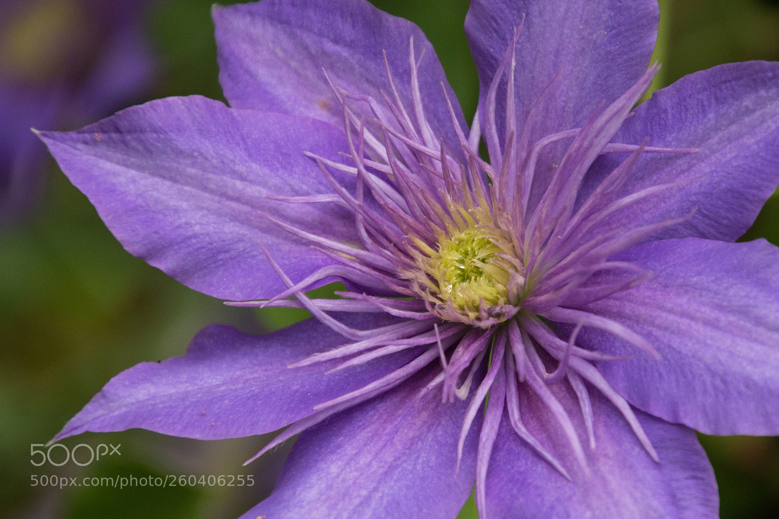 Canon EOS 700D (EOS Rebel T5i / EOS Kiss X7i) sample photo. Clematis photography