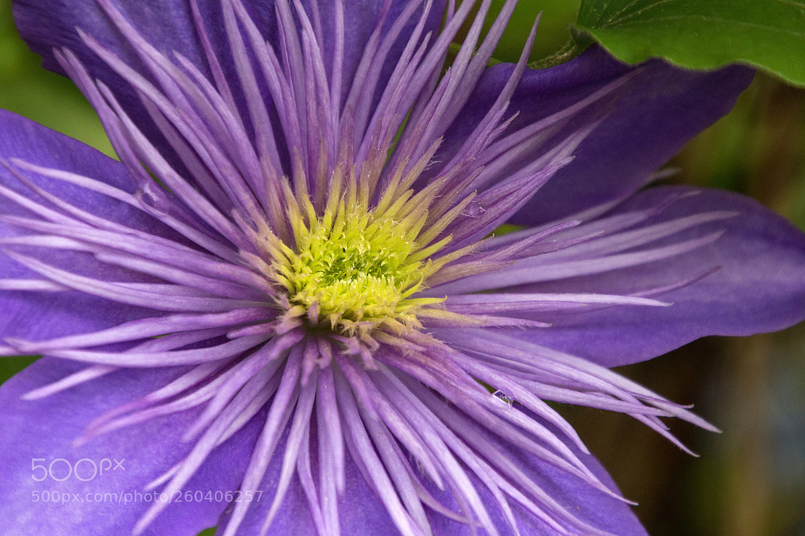 Canon EOS 700D (EOS Rebel T5i / EOS Kiss X7i) sample photo. Clematis up close photography
