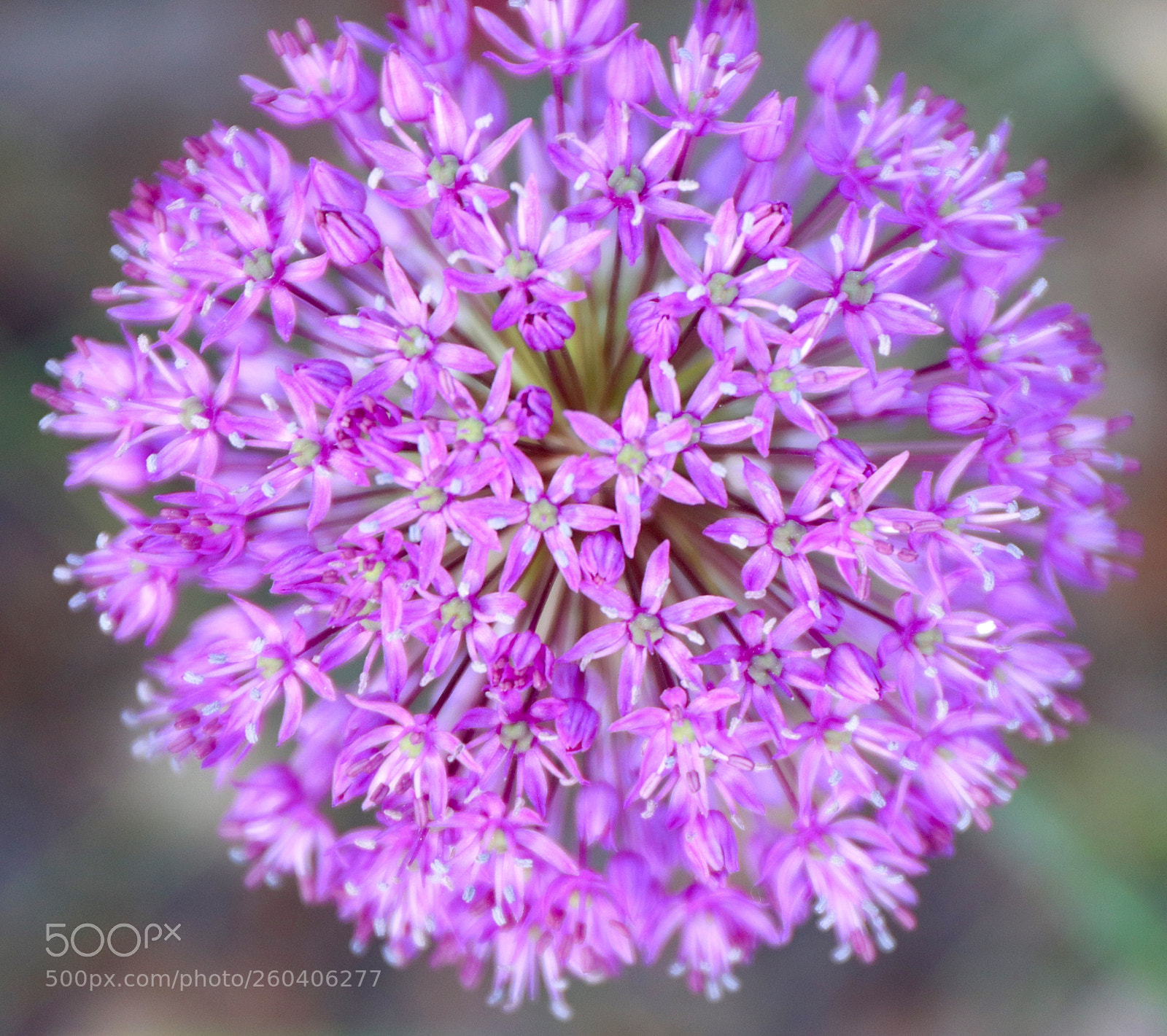 Canon EOS 77D (EOS 9000D / EOS 770D) sample photo. Allurium photography