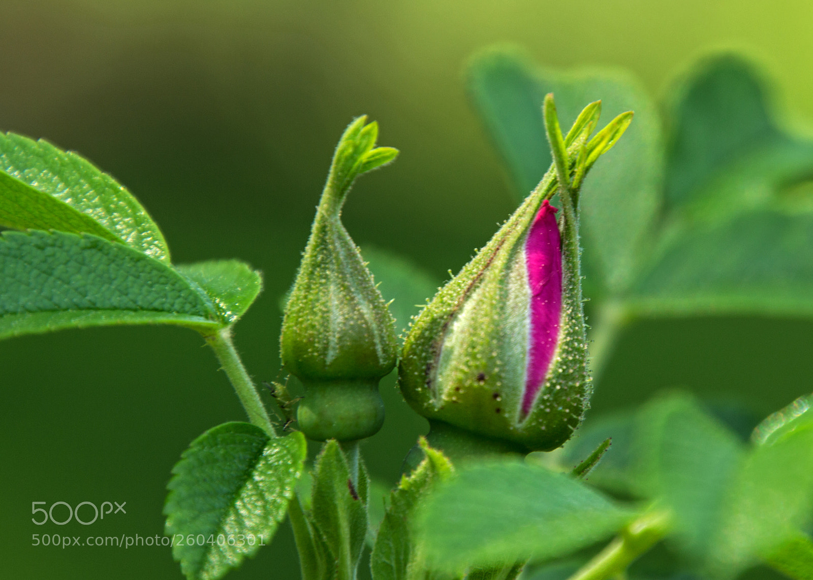 Canon EOS 700D (EOS Rebel T5i / EOS Kiss X7i) sample photo. Almost ready to bloom photography