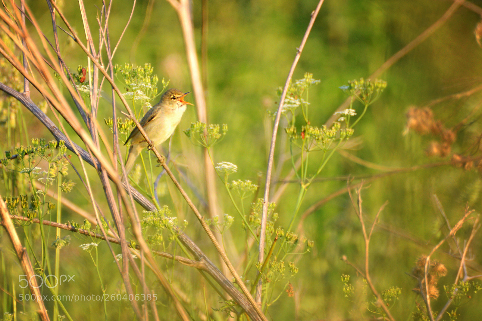 Nikon D800 sample photo. B photography