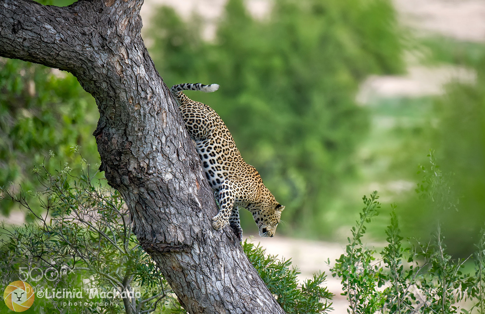 Nikon D3S sample photo. Going down...! photography