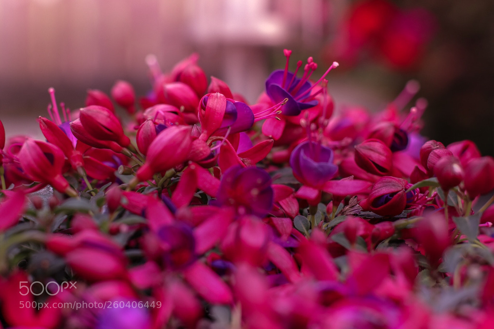 Canon EOS 80D sample photo. Fuchsia photography