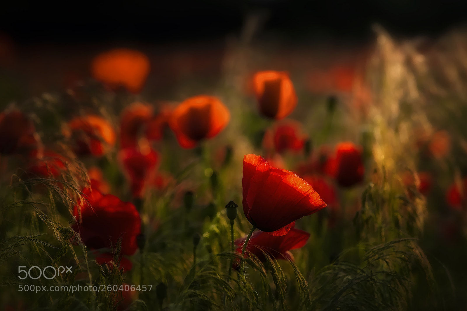 Nikon D810 sample photo. Red & wild photography