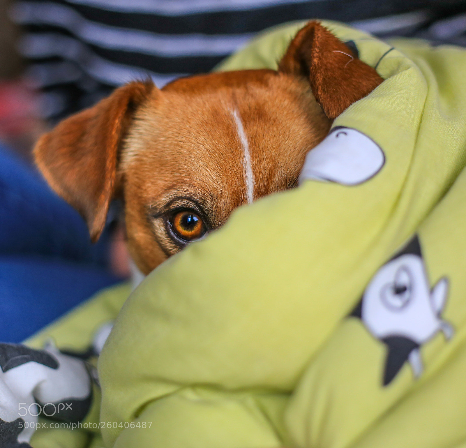 Canon EOS 6D sample photo. Lenny photography