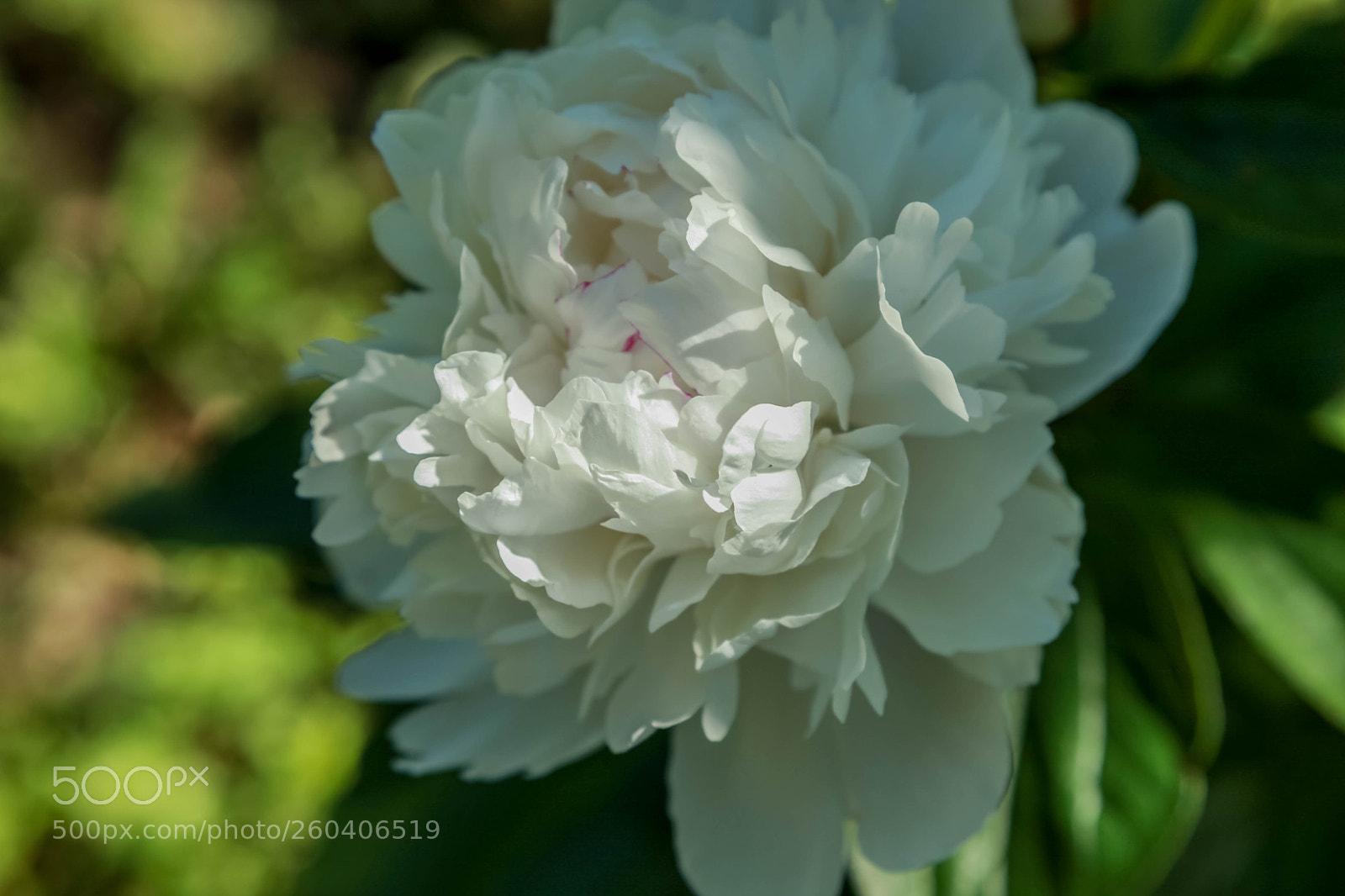 Canon EOS 5D Mark II sample photo. Spring beauty photography