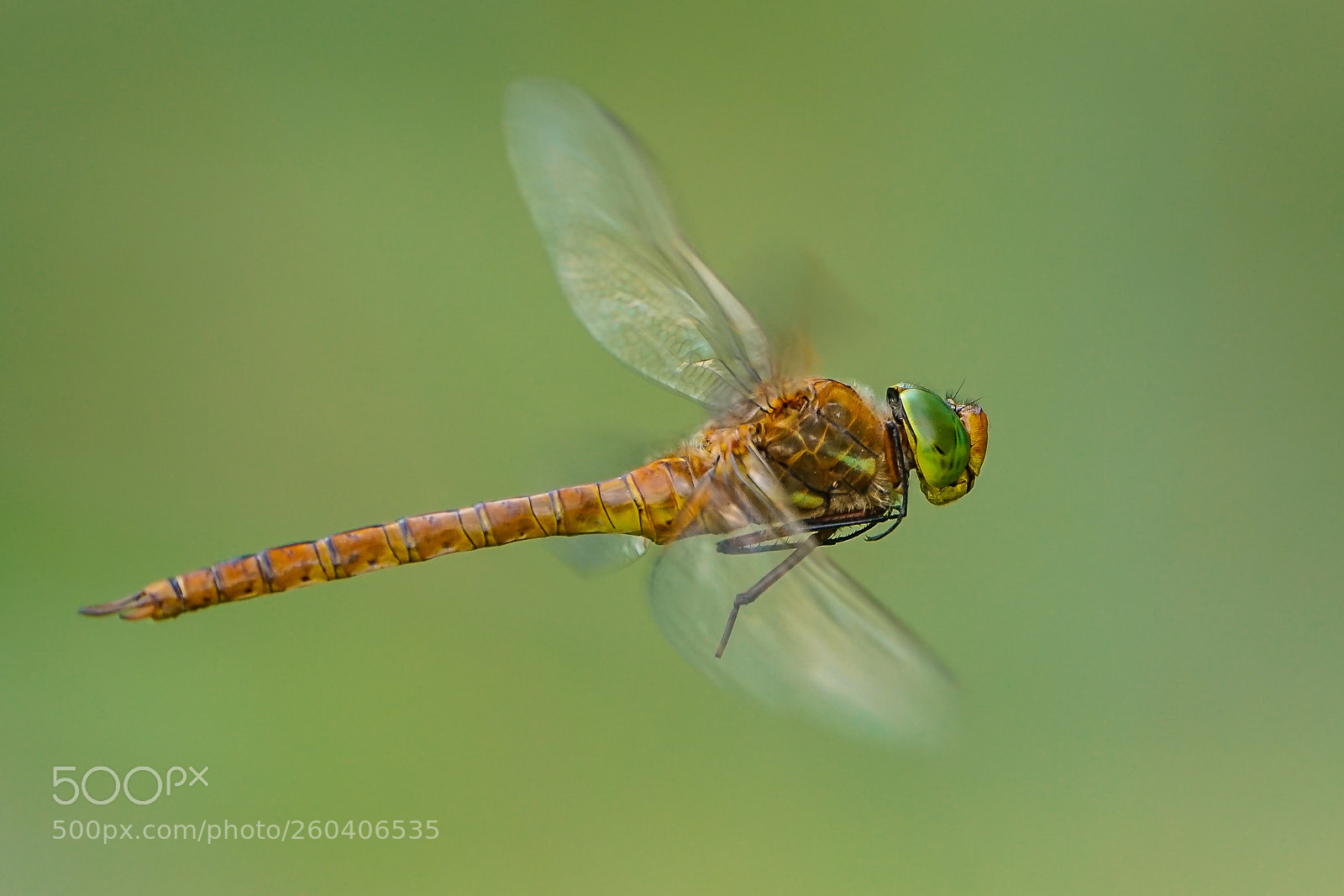 Sony a7R II sample photo. Keilfleck-mosaikjungfer im flug photography