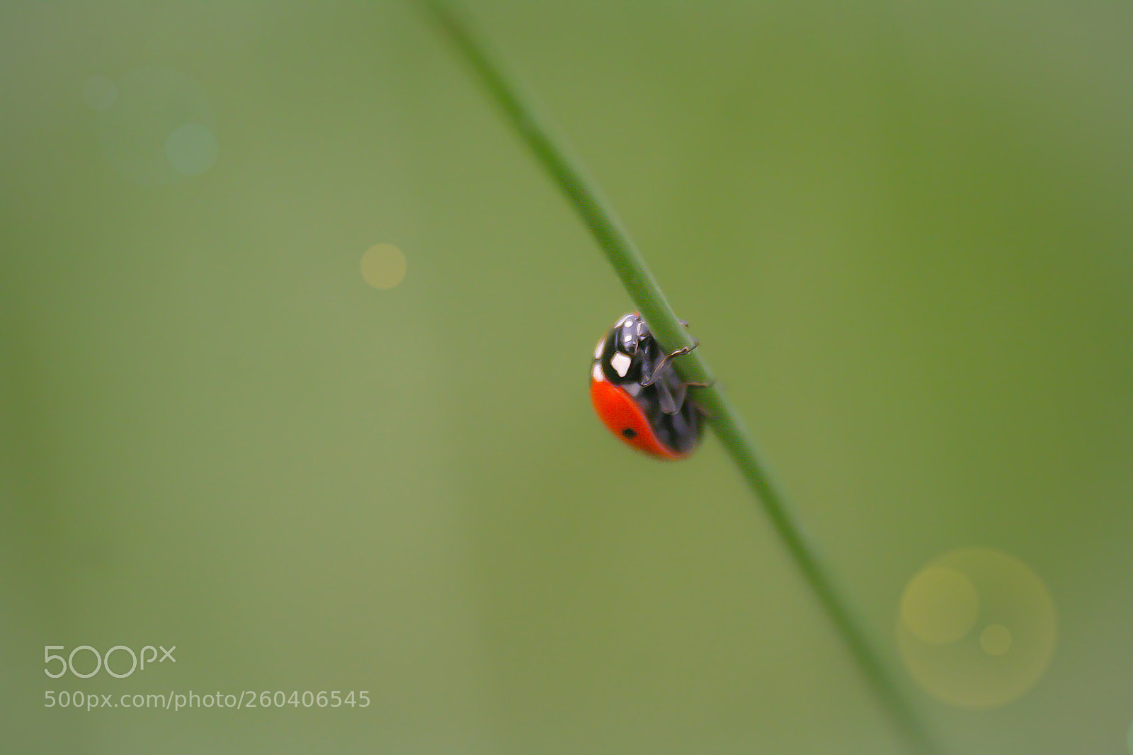 Canon EOS 350D (EOS Digital Rebel XT / EOS Kiss Digital N) sample photo. Addicted to ladybug! photography