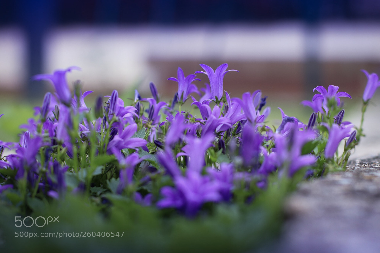 Canon EOS 80D sample photo. Violette  photography