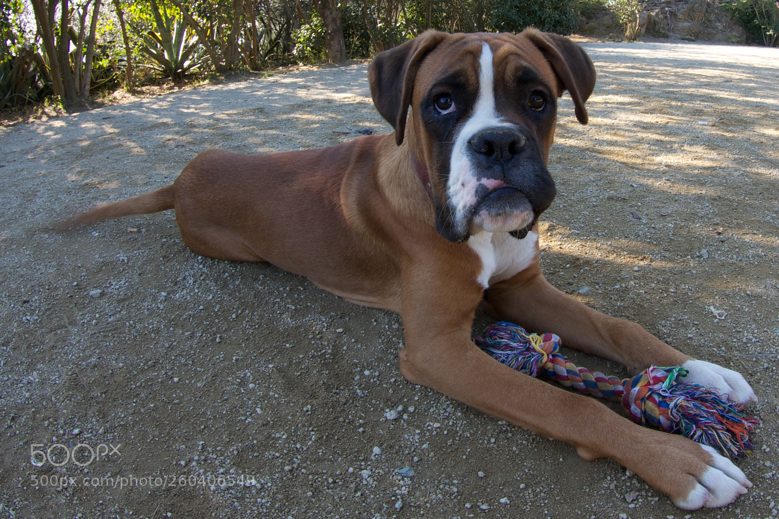 Pentax K-r sample photo. Boxer in the park photography