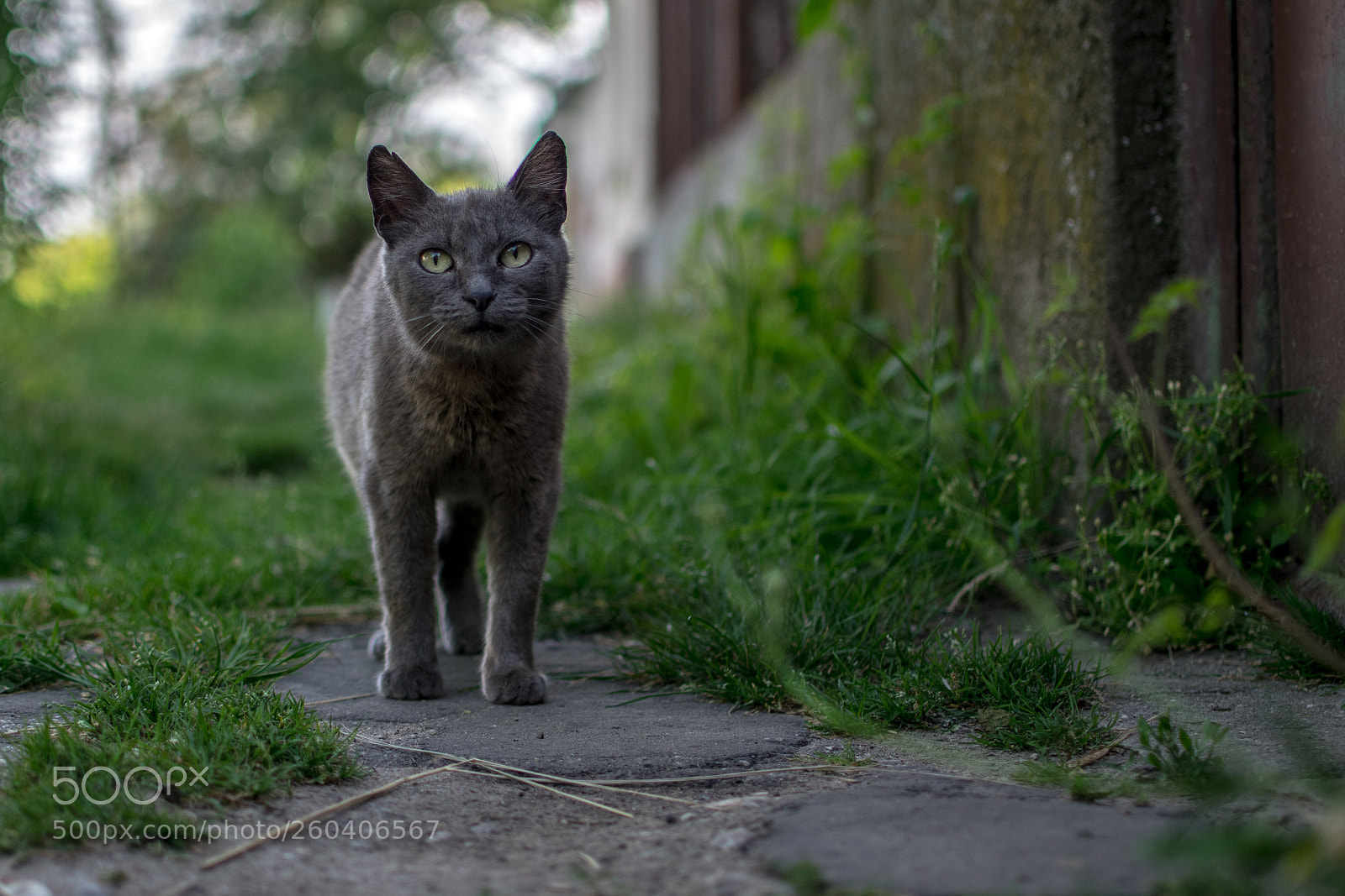 Nikon D5300 sample photo. Cat cat photography