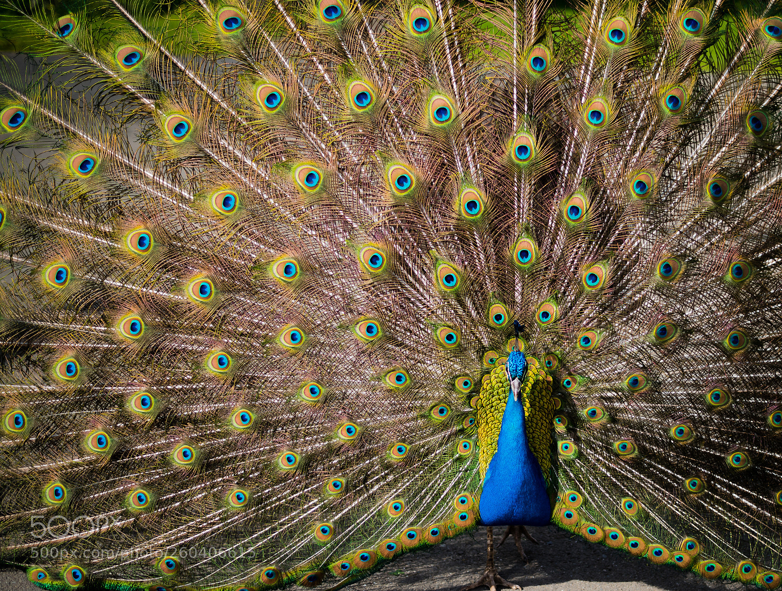 Nikon D750 sample photo. Majestic photography