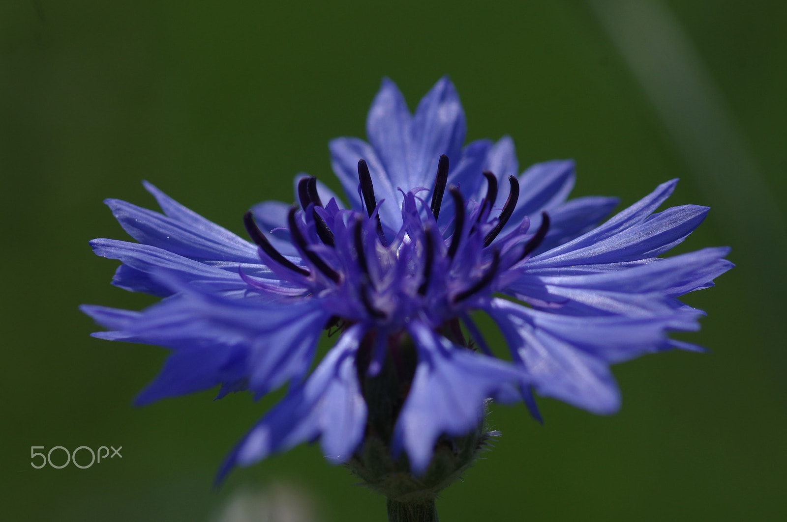 Pentax K-3 II + Pentax smc D-FA 100mm F2.8 Macro WR sample photo. Blue photography