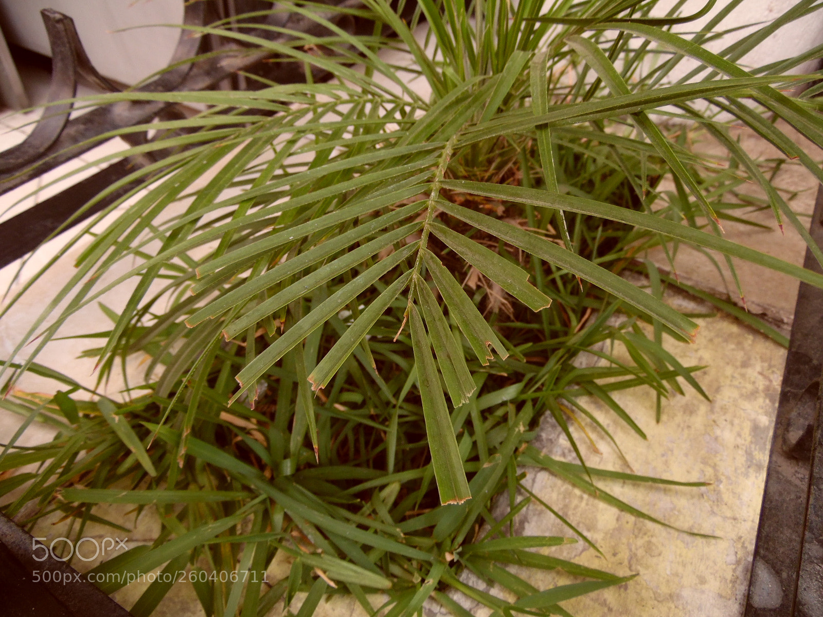 Samsung WB1100F/WB1101F/WB1102F sample photo. Varied photography