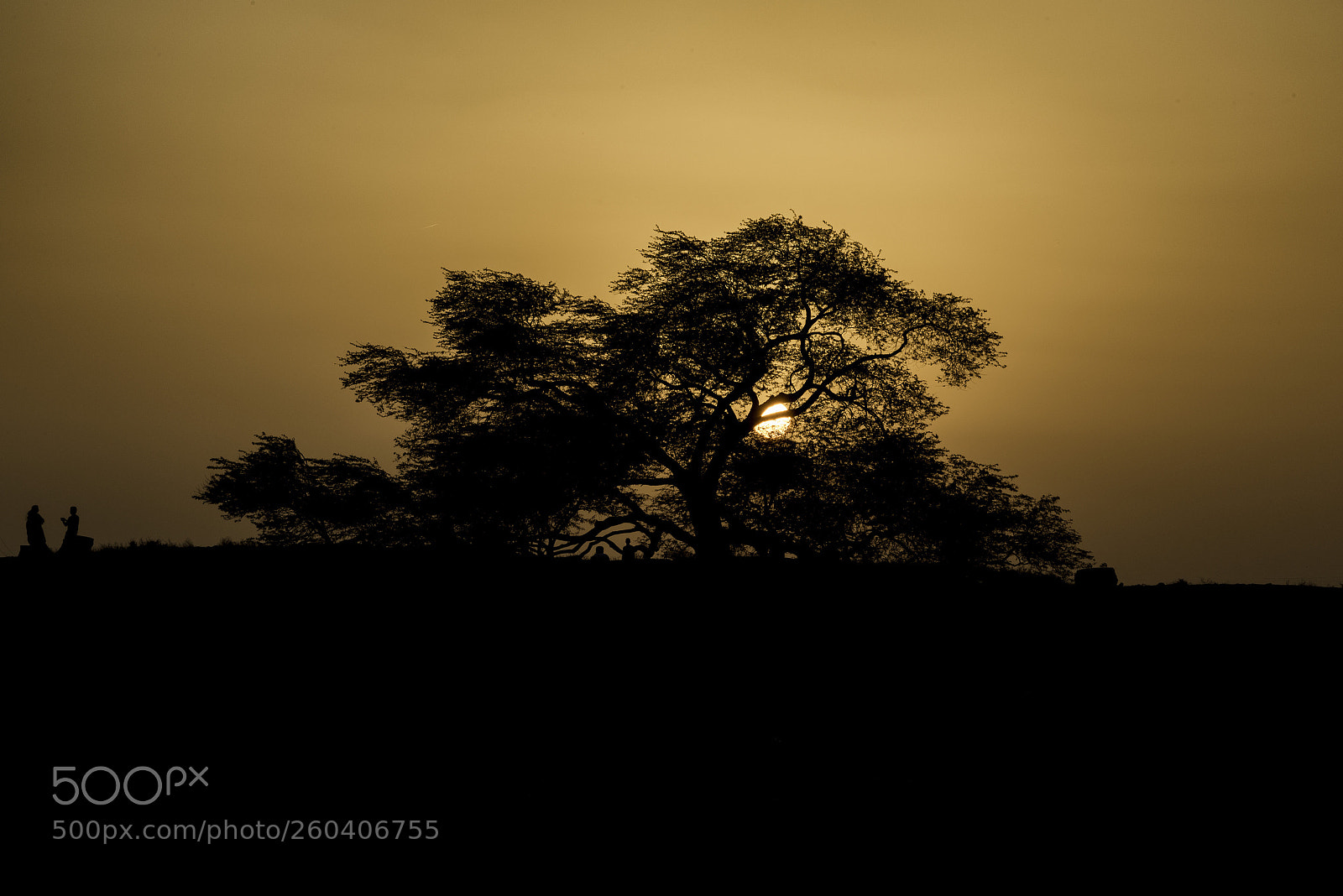 Nikon D810 sample photo. The tree of life photography